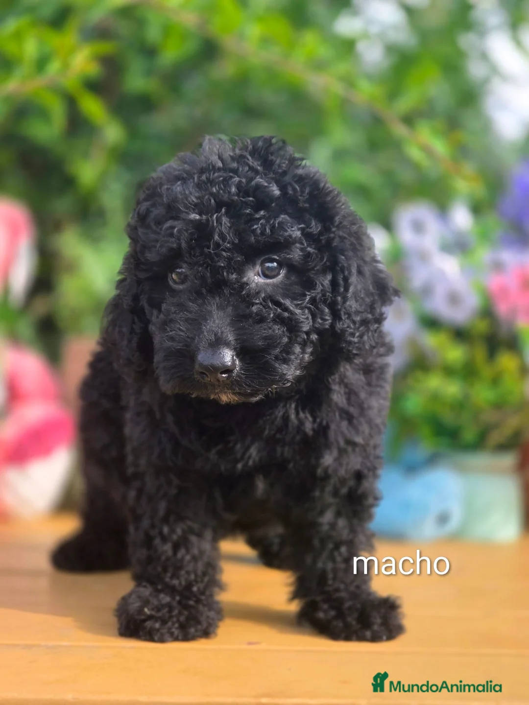 Perro de Agua Español perros en venta: Perro de aguas - Anuncio 2