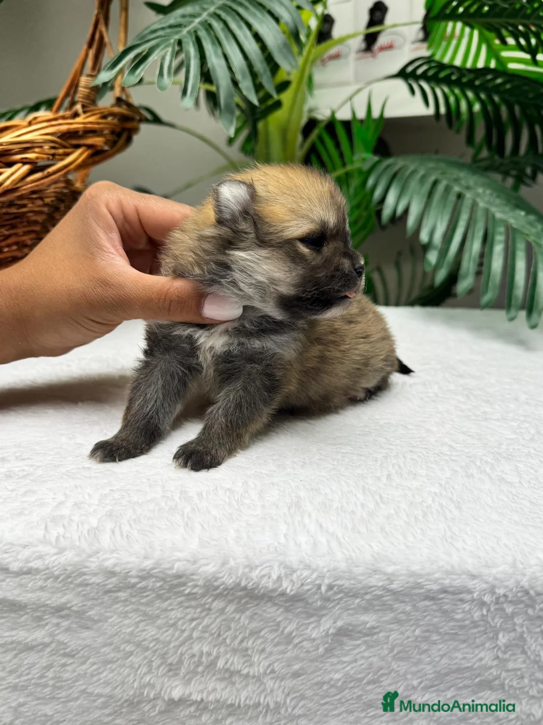 Pomerania perros en venta: POMERANIA 🎀 - Anuncio 2