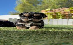 Raza Mixta perros en venta: YORKIPOO - Imagen 2