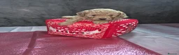 Caniche Toy perros en venta: Impresionantes caniches toy - Anuncio 6