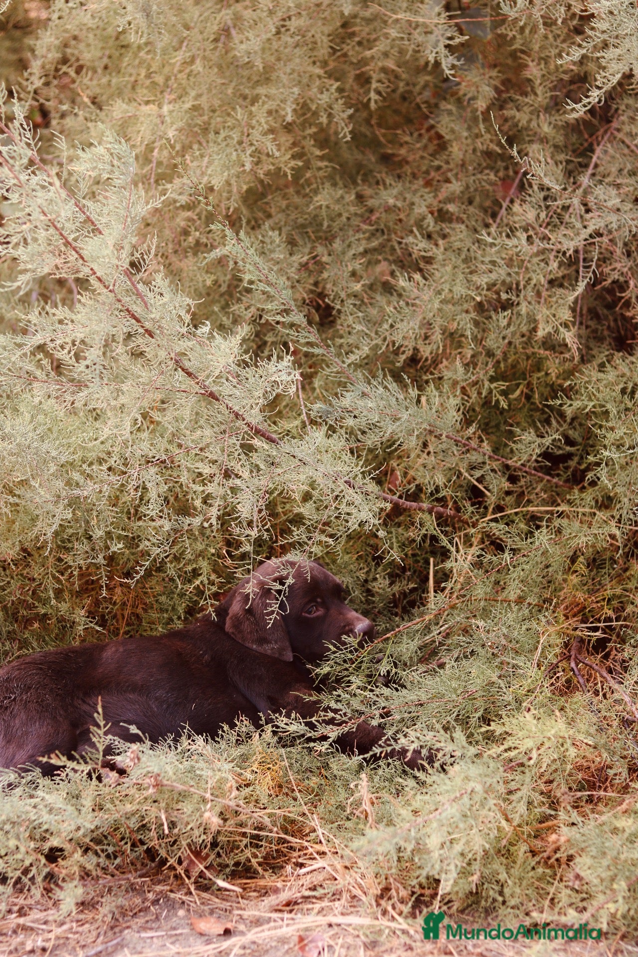 Labrador Retriever perros Dos preciosos cachorros de Labradores Retriever. - Anuncio 2