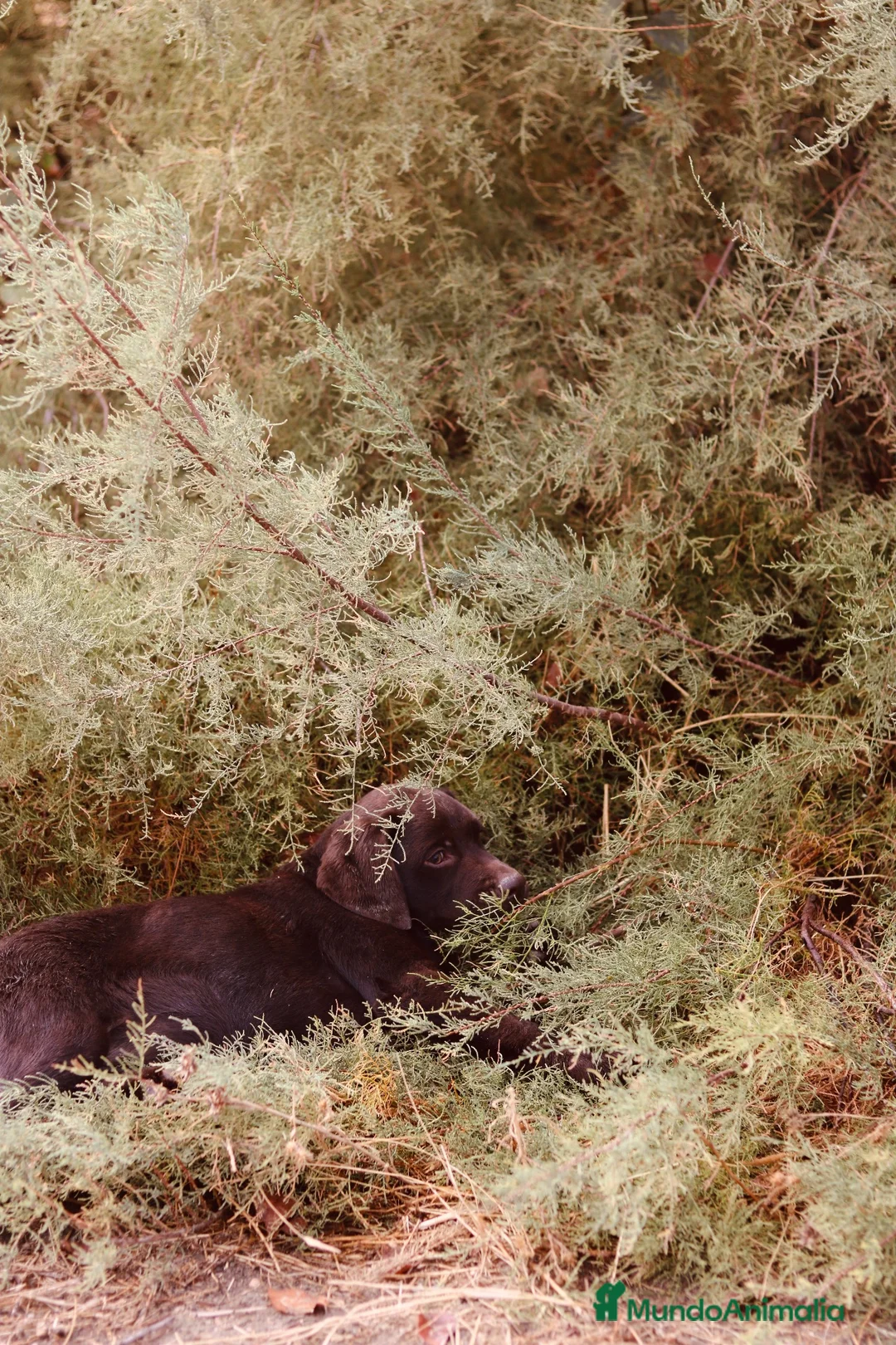 Labrador Retriever perros en venta: Dos preciosos cachorros de Labradores Retriever. - Anuncio 2