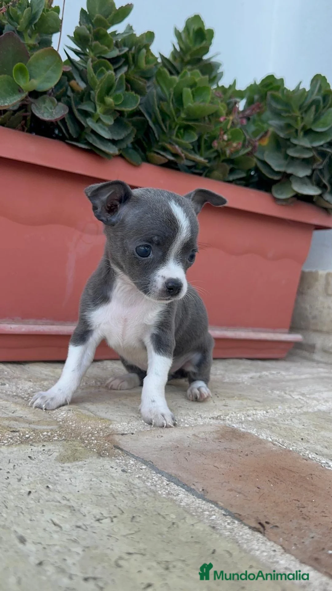 Chihuahua perros en venta: CHIHUAHUA BLUE HEMBRA - Anuncio 12