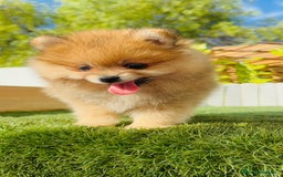 Pomerania perros en venta: POMERANIA MACHO - Imagen 23