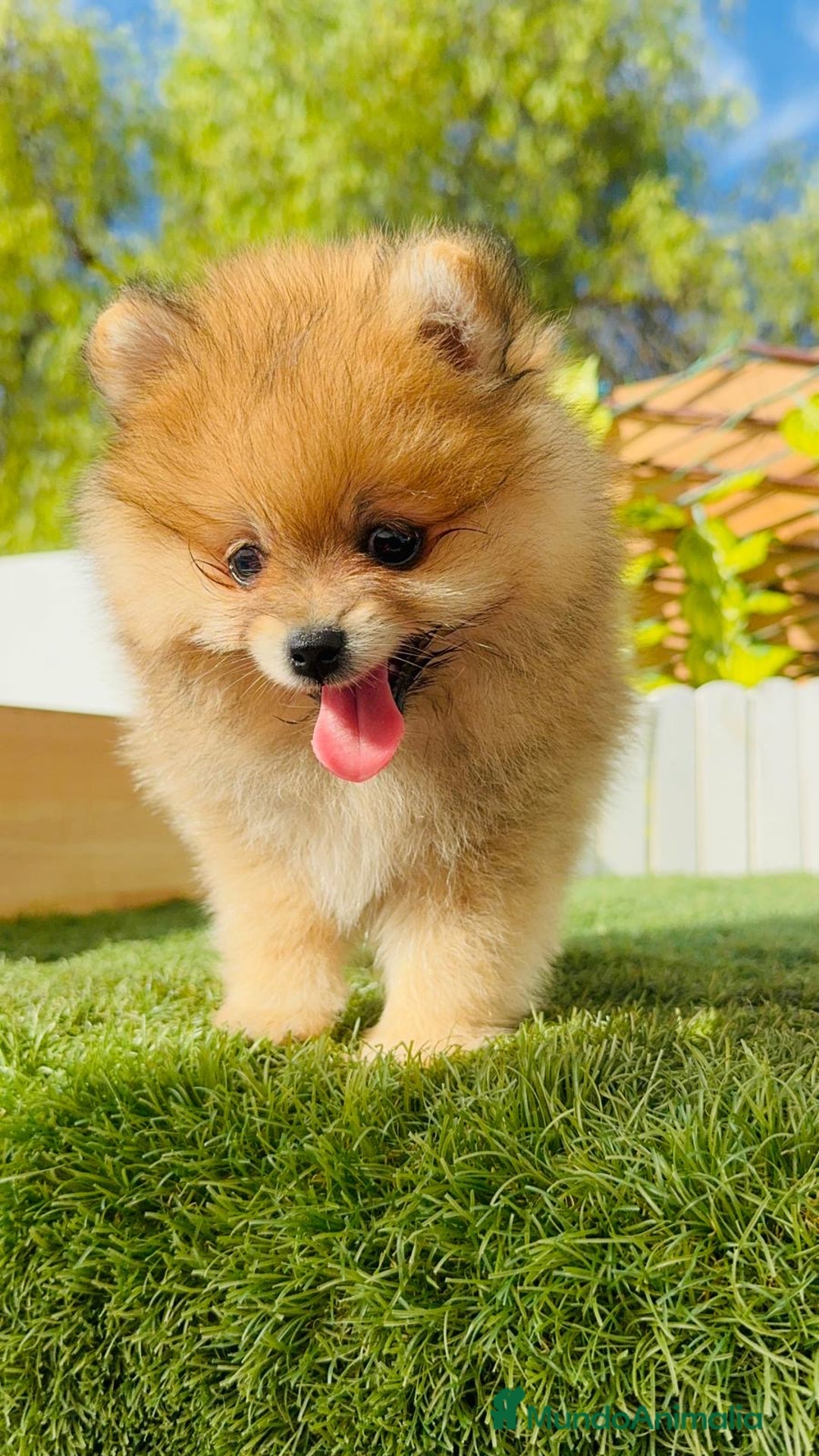 Pomerania perros en venta: POMERANIA MACHO - Imagen 23