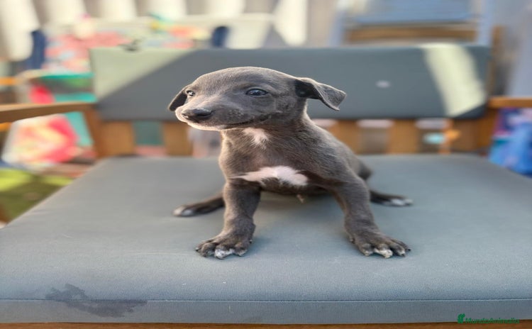 Whippet perros - Propaganda 1