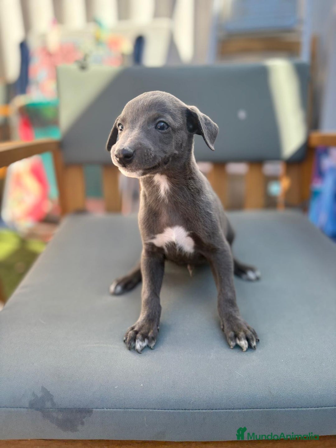 Whippet perros en venta: Whippet VERDINO  - Imagen 1