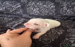 Chihuahua perros en venta: Chihuahua toy colores exóticos pelo largo y corto  - Imagen 8