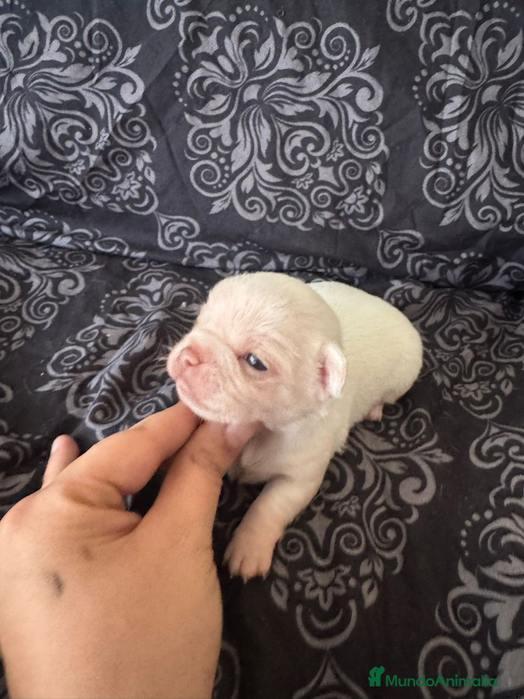 Chihuahua perros en venta: Chihuahua toy colores exóticos pelo largo y corto  - Imagen 8