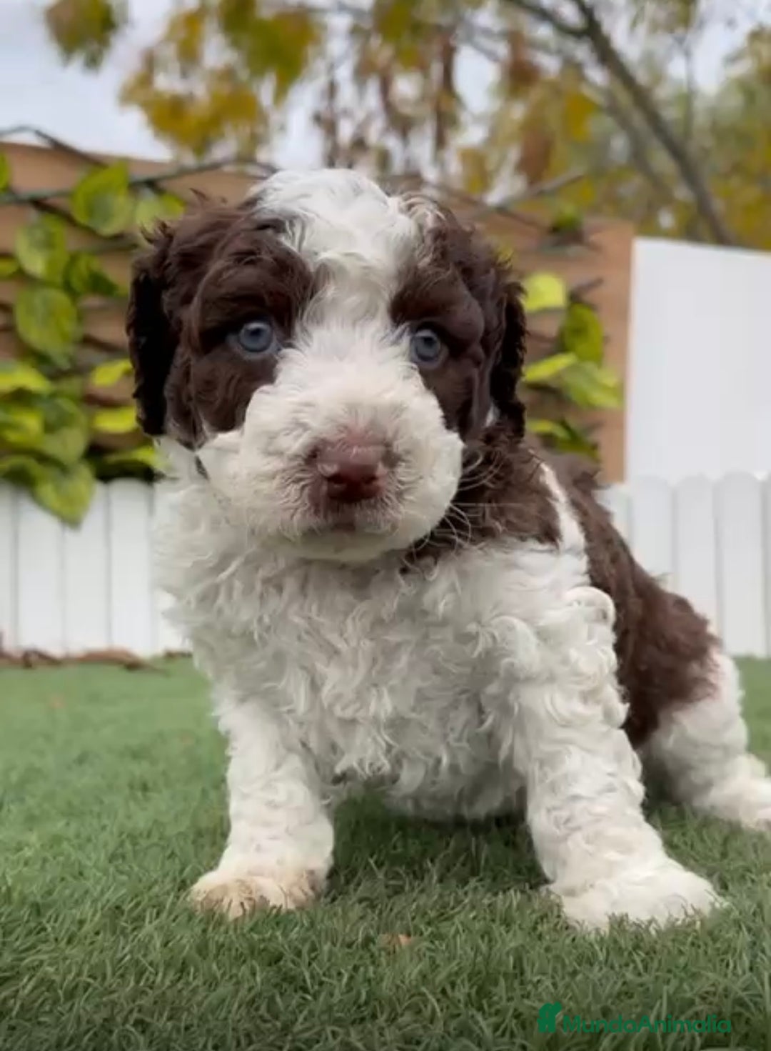 Perro de Agua Español perros en venta: PERRO DE AGUA ESPAÑOL - Anuncio 3