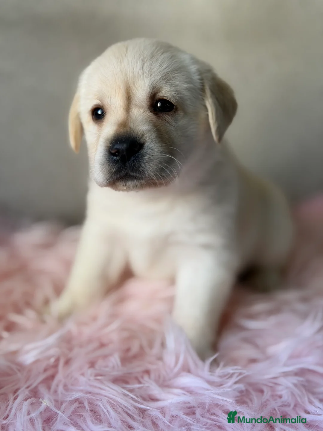Labrador Retriever perros en venta: Labradora Blanca - Anuncio 1