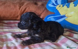 Maltipoo perros en venta: Maltipoo F2 - Imagen 2