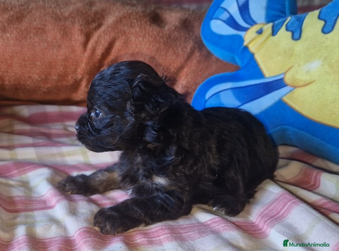Maltipoo perros en venta: Maltipoo F2 - Imagen 2