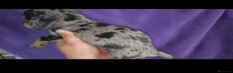 Teckel perros en venta: Teckel Arlequínes y Negros fuego - Anuncio 2