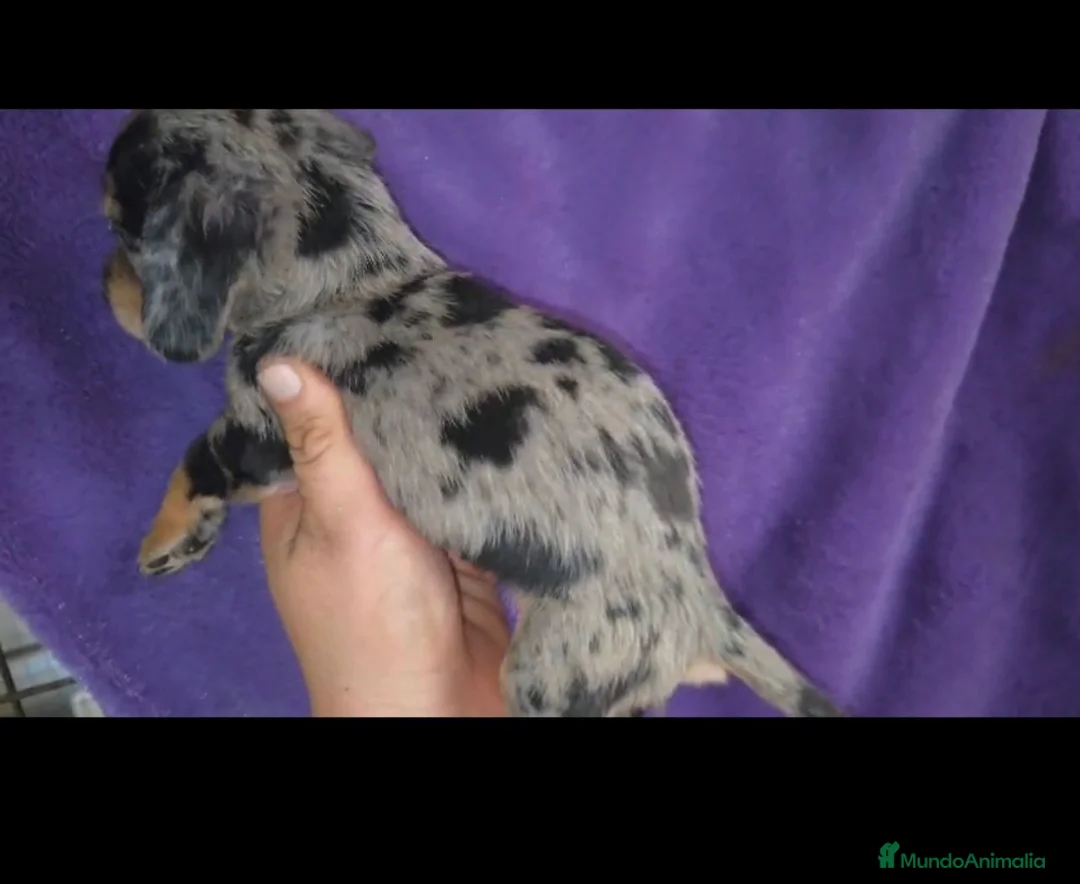 Teckel perros en venta: Teckel Arlequínes y Negros fuego - Anuncio 2
