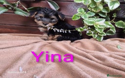 Yorkshire Terrier perros en venta: YORKSHIRE HEMBRA OPORTUNIDAD  - Imagen 2