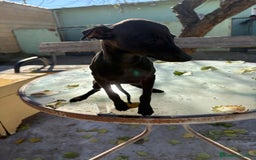 Pequeño Lebrel Italiano perros en venta: Pequeño lebrel italiano piccolo - Anuncio 9