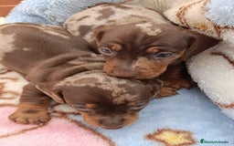 Teckel Miniatura perros en venta: Teckel minis kaninchen ricuras  - Imagen 3