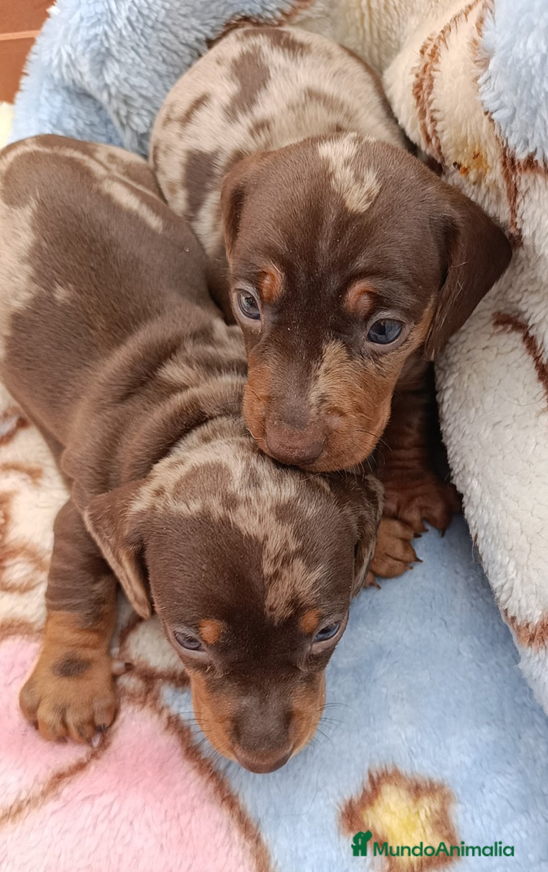 Teckel Miniatura perros en venta: Teckel minis kaninchen ricuras  - Imagen 3