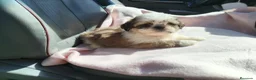 Shih Tzu perros en venta: Shih tzu - Anuncio 1
