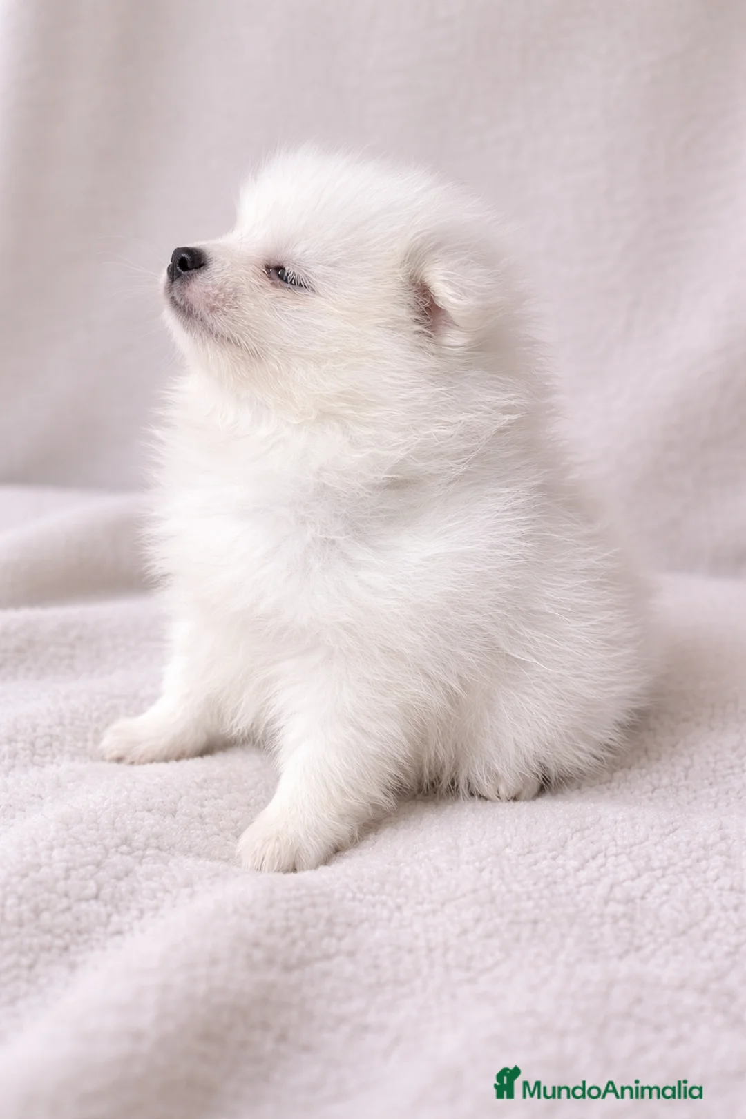 Pomerania perros en venta: Pomerania Mini Toy Blanco Nieve - Anuncio 1