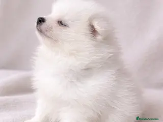 Pomerania perros Pomerania Mini Toy Blanco Nieve - Anuncio 31