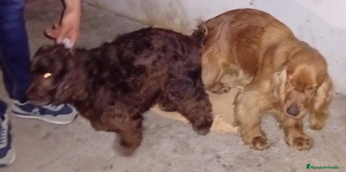 Cocker Spaniel Inglés perros Cachorros de spaniel inglés  - Anuncio 2