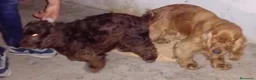 Cocker Spaniel Inglés perros en venta: Cachorros de spaniel inglés  - Anuncio 1