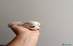 Chihuahua perros en venta: Chihuahua mini toy cabeza manzana  - Imagen 6