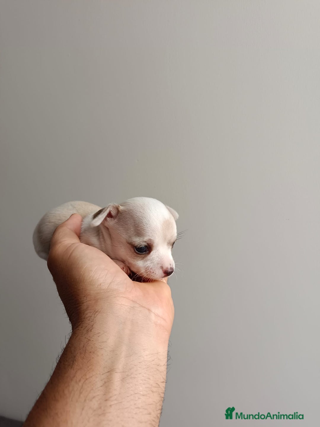 Chihuahua perros en venta: Chihuahua mini toy cabeza manzana  - Imagen 6