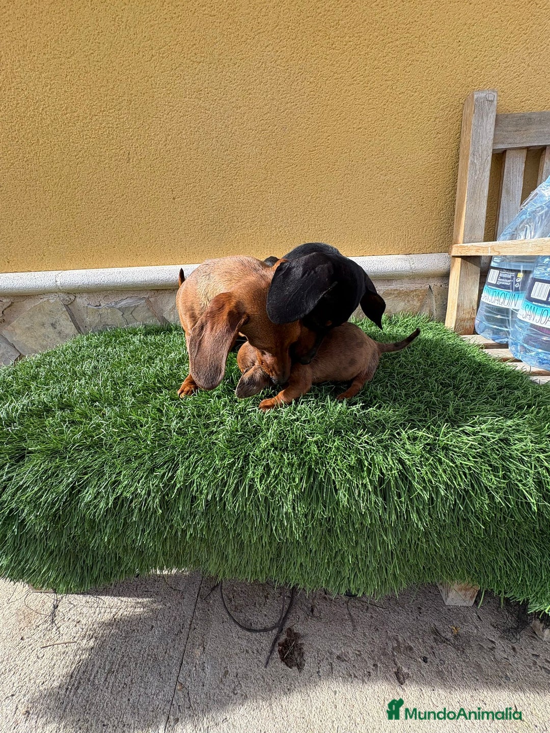 Teckel Miniatura perros en venta: Teckel Kaninchen macho merle diluido  - Anuncio 24