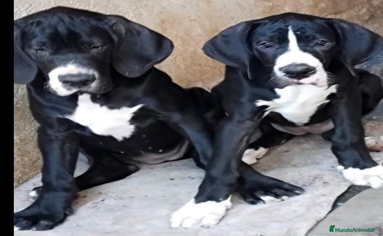 Dogo Alemán perros - Anuncio 2