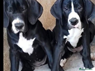 Dogo Alemán perros - Anuncio 2