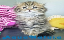 Scottish Fold gatos en venta: Scottish Fold Longhair Macho 7726 AQUANATURA - Imagen 4