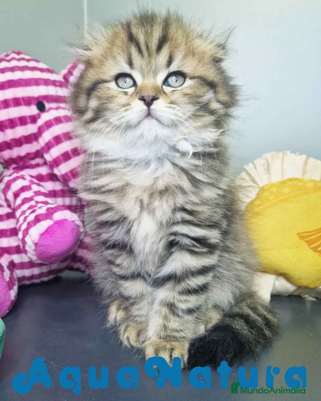 Scottish Fold gatos en venta: Scottish Fold Longhair Macho 7726 AQUANATURA - Imagen 4