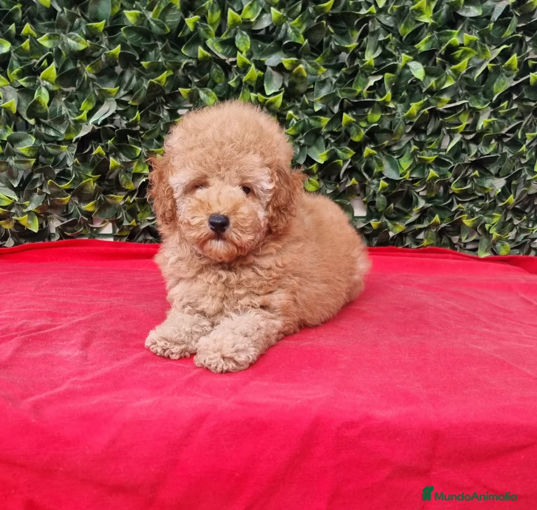 Caniche Toy perros en venta: Caniches toy y enano en Barcelona - Anuncio 7