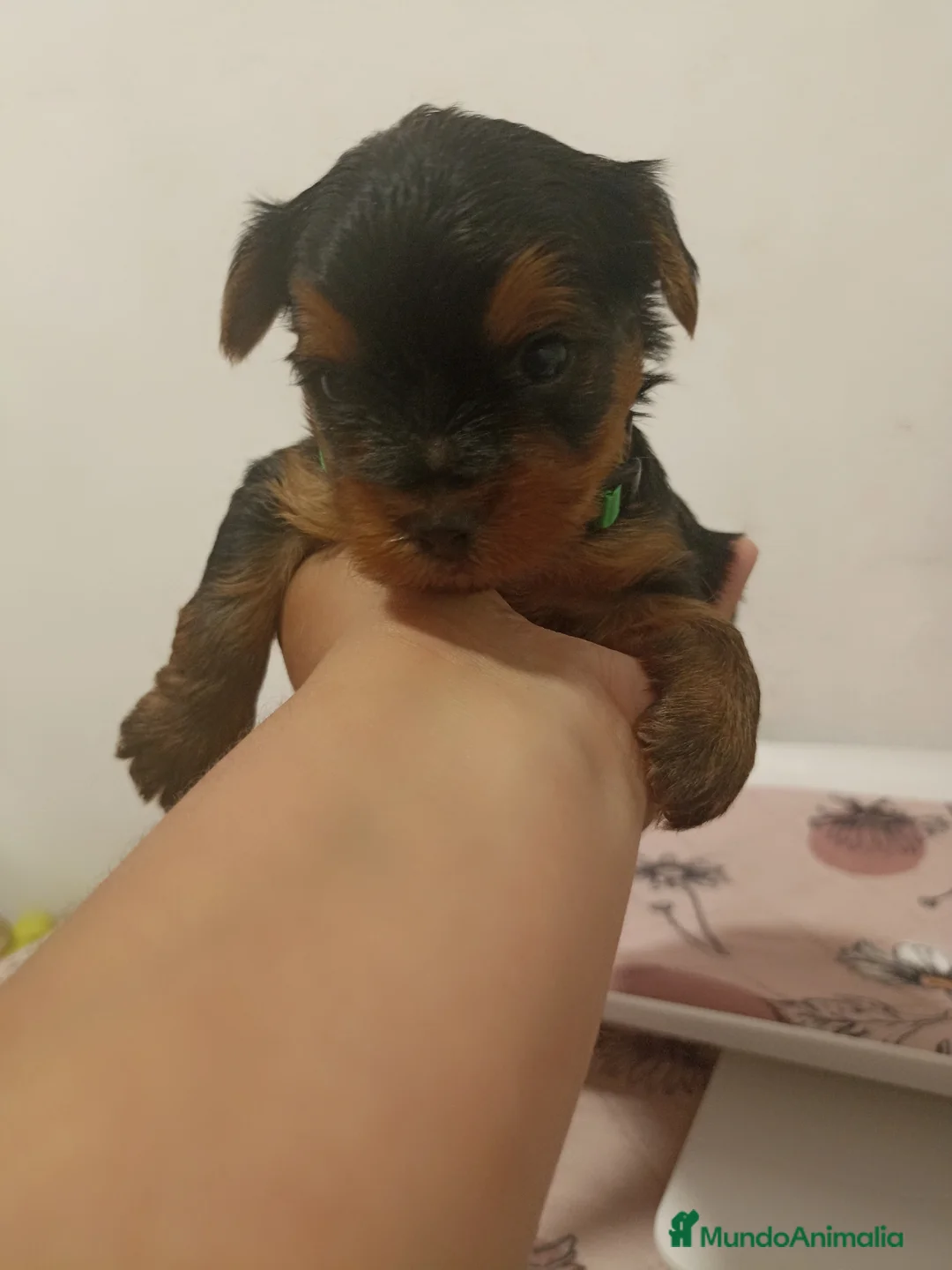 Yorkshire Terrier perros en venta: Yorkshire  - Anuncio 2