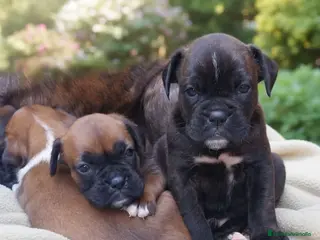 Boxer perros Boxer - Anuncio 1