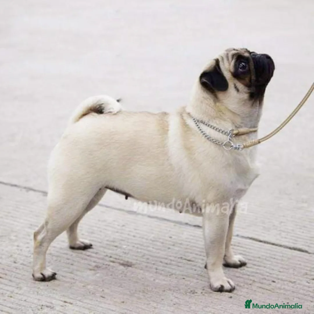 Imagen de galería {{count}}