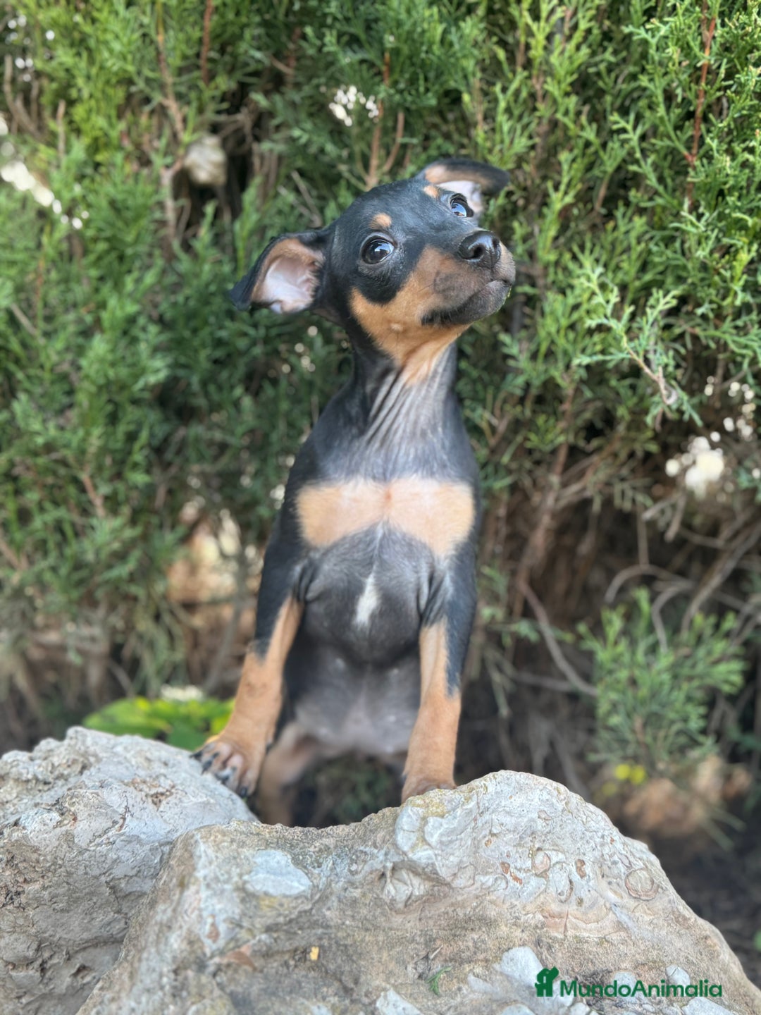 Pinscher Miniatura perros en venta: Pinscher miniatura negro fuego  - Anuncio 2