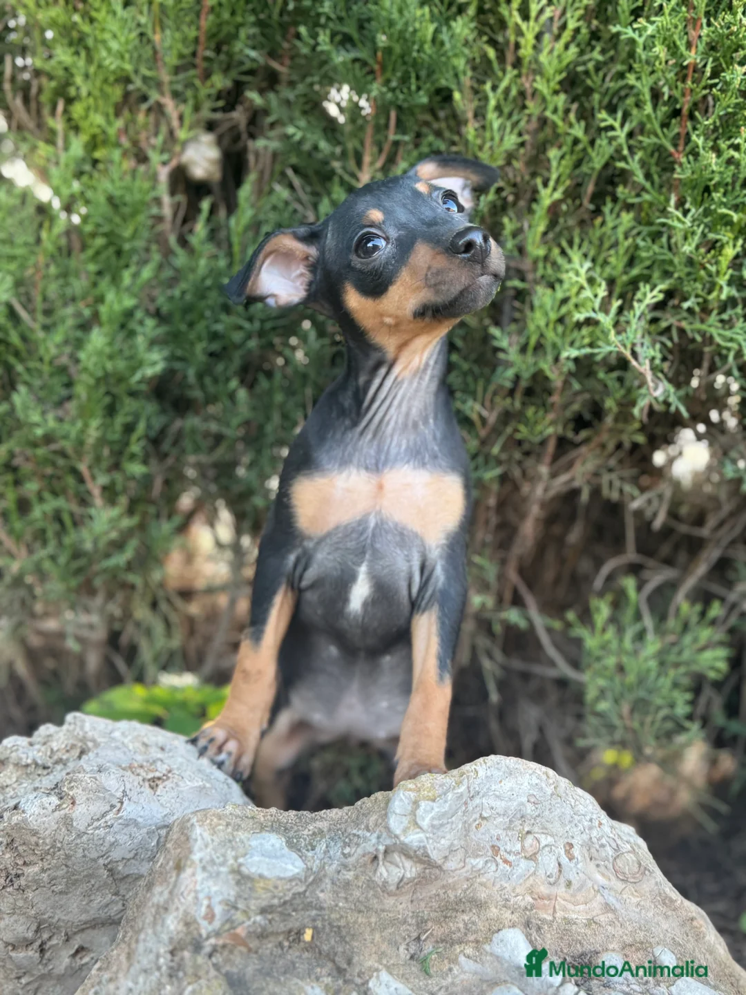 Pinscher Miniatura perros en venta: Pinscher miniatura negro fuego  - Anuncio 2