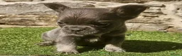 Bulldog Francés perros en venta: Bulldog frances - Anuncio 1