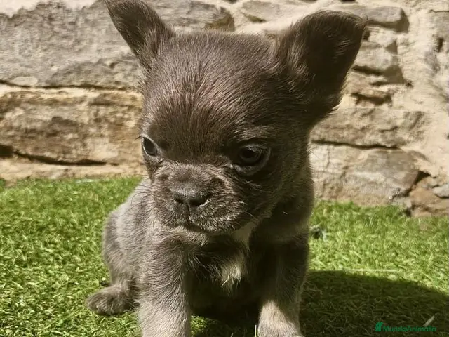 Bulldog Francés perros Bulldog frances - Anuncio 1
