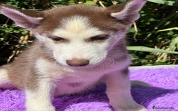 Husky Siberiano perros en venta: Husky rojo - Imagen 6