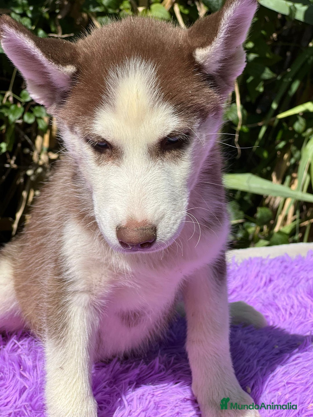 Husky Siberiano perros en venta: Husky rojo - Imagen 6