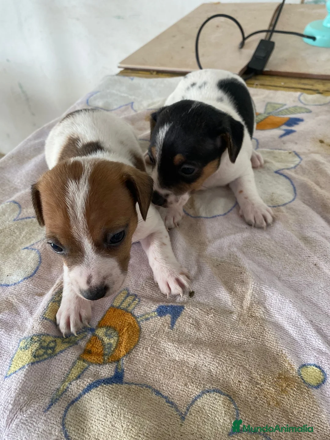 Jack Russell Terrier perros en venta: Jack Russell Terrier  - Anuncio 1