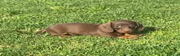 Teckel Miniatura perros en venta: Excelentes Teckel Kaninchen Chocolate. 601144783 - Anuncio 3