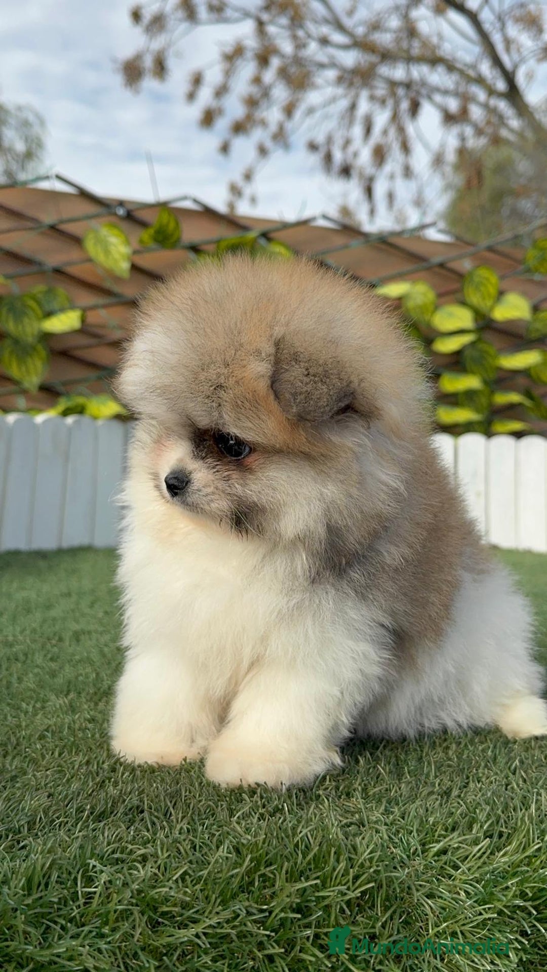 Pomerania perros en venta: POMERANIA HEMBRA - Anuncio 17