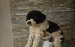 Perro de Agua Español perros en venta: Cachorro perro de aguas - Imagen 3