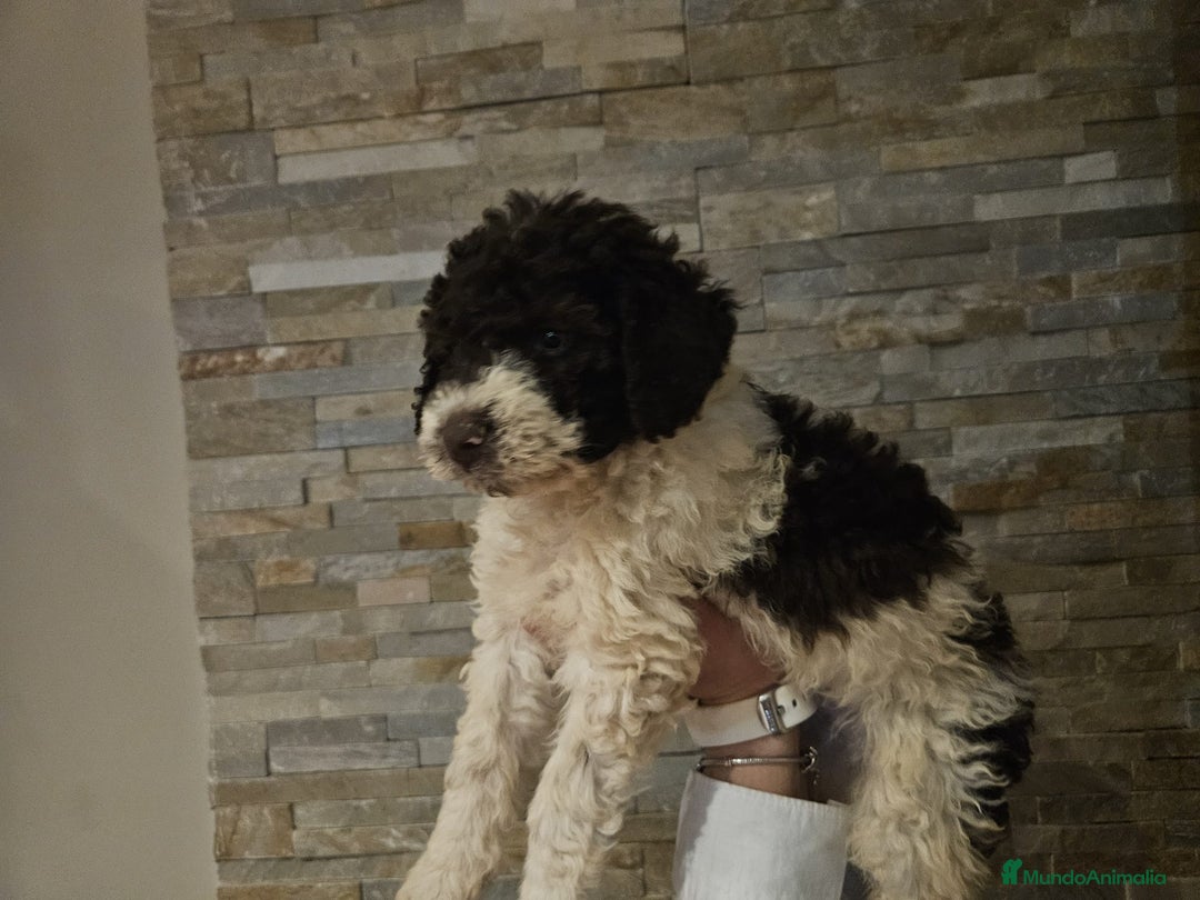 Perro de Agua Español perros en venta: Cachorro perro de aguas - Imagen 3